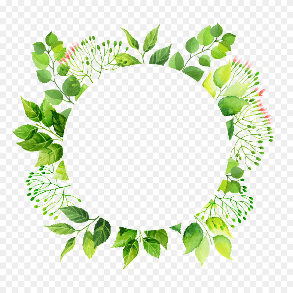 Circulo Verde Marco Transparente Descargar Gratis, Herbal, Herbs, Leaf, Plant Free Png