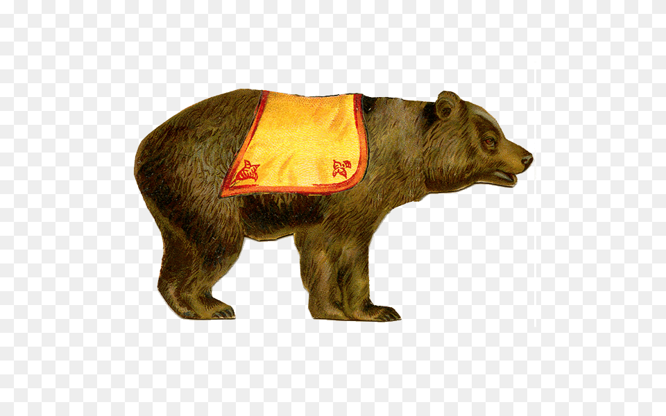 Circus Bear, Animal, Mammal, Wildlife, Brown Bear Free Png