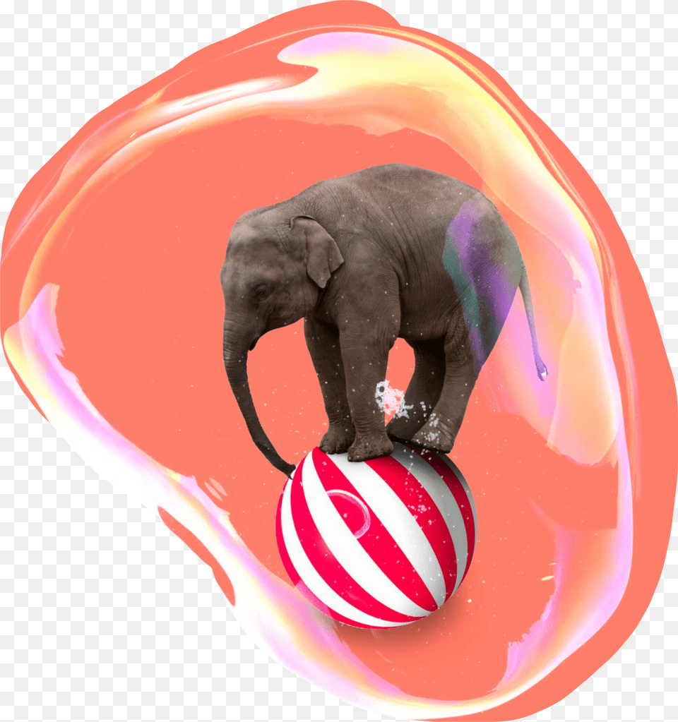 Circus Elephant Bubble Elephant On A Ball, Animal, Mammal, Wildlife Free Png Download
