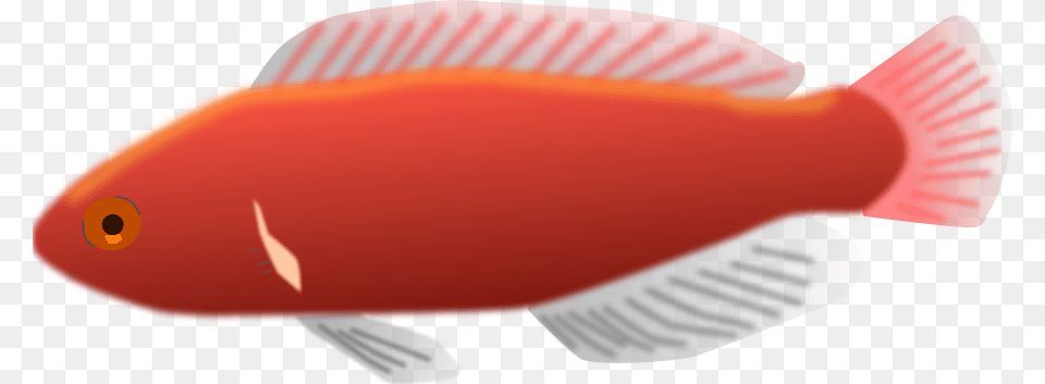 Cirrhilabrus Jordani Svg Clip Arts Long Fish Clip Art, Animal, Sea Life, Goldfish Free Png Download