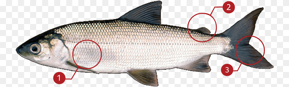 Cisco Fish, Animal, Food, Mullet Fish, Sea Life Free Png Download