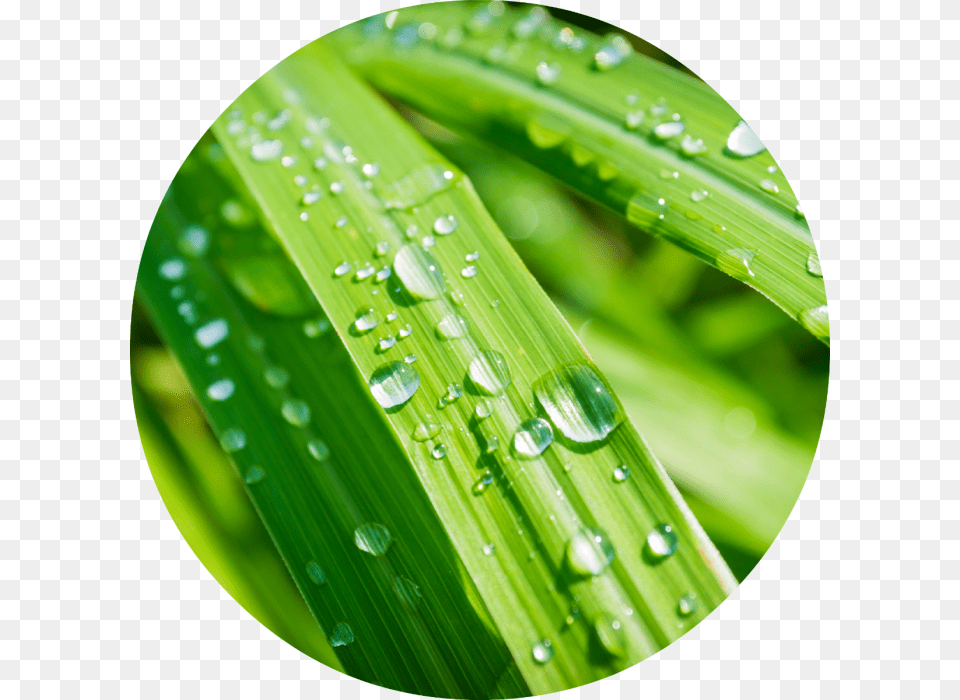 Citronella With Water Drop, Droplet, Green, Leaf, Plant Free Png Download