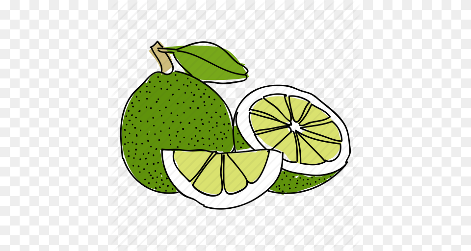 Citrus Food Fruit Green Hand Drawn Lime Limes Icon, Citrus Fruit, Plant, Produce, Grapefruit Free Png
