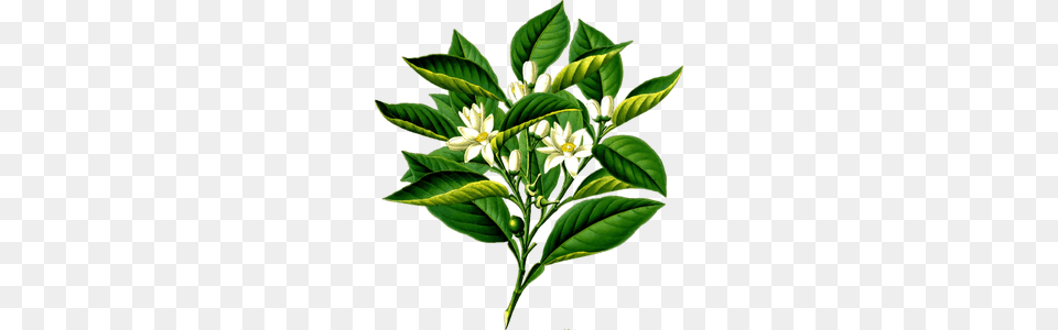 Citrus Clipart, Plant, Leaf, Flower, Herbs Free Png