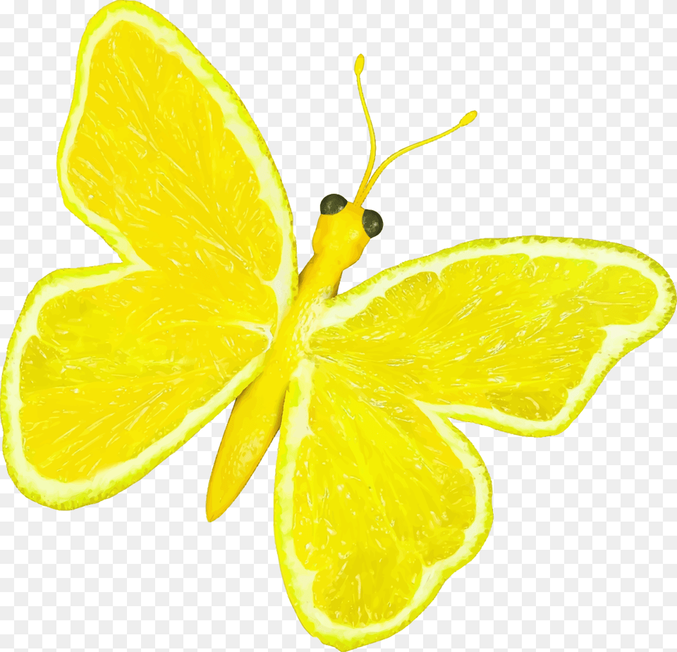 Citrus Fruit Butterfly Clip Arts Lemon Butterfly, Citrus Fruit, Food, Plant, Produce Png Image