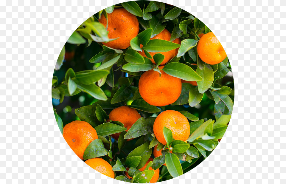 Citrus Growing Guide Orange Citrus Sinensis, Citrus Fruit, Food, Fruit, Grapefruit Free Transparent Png