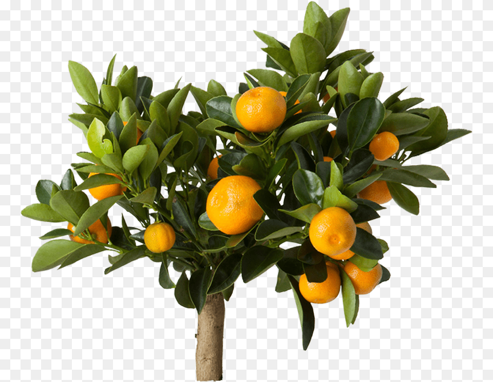 Citrus Ikea, Citrus Fruit, Food, Fruit, Orange Png Image