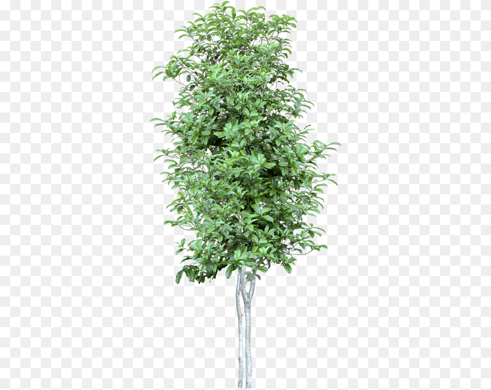Citrus Limon Tree, Leaf, Plant, Potted Plant, Vegetation Free Transparent Png