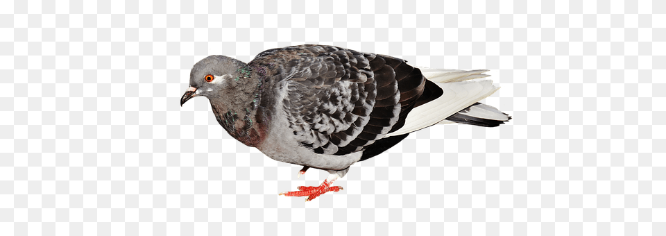 City Pigeon Animal, Bird, Dove Free Png Download