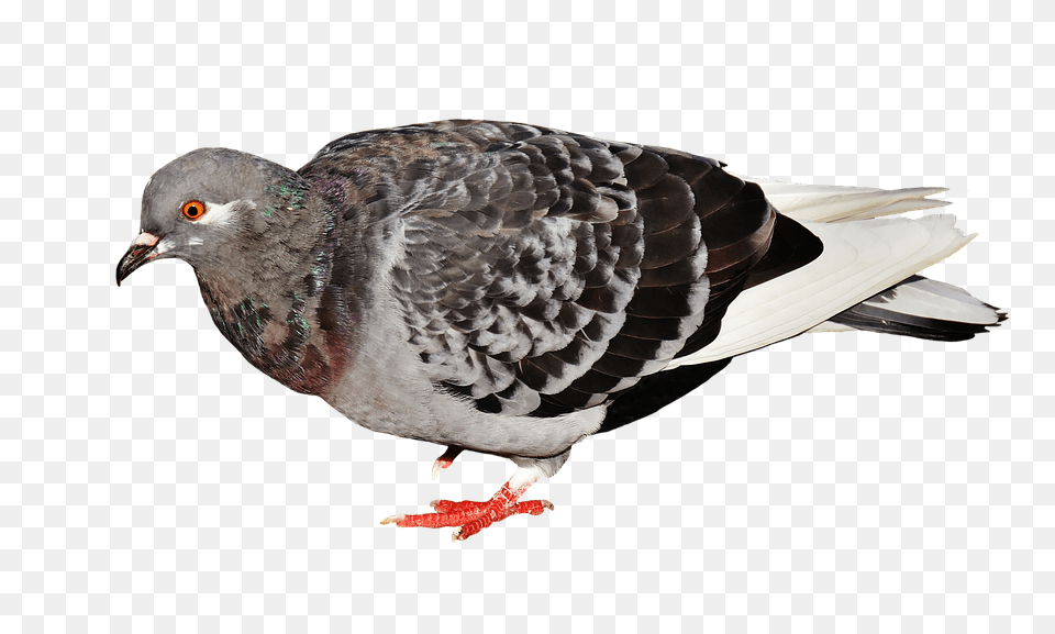City Pigeon Animal, Bird, Dove Png Image
