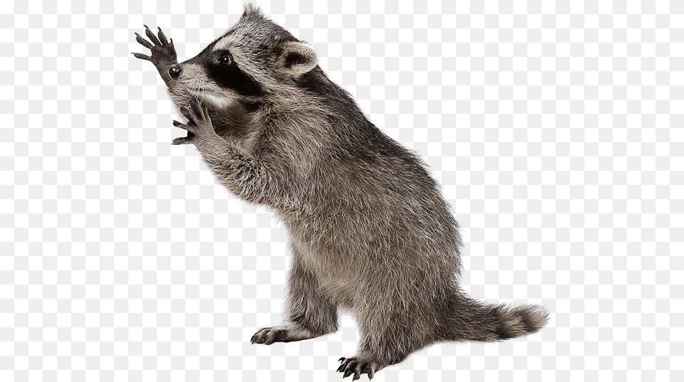 City Wildlife Control Raccoon, Animal, Bear, Mammal Free Png Download