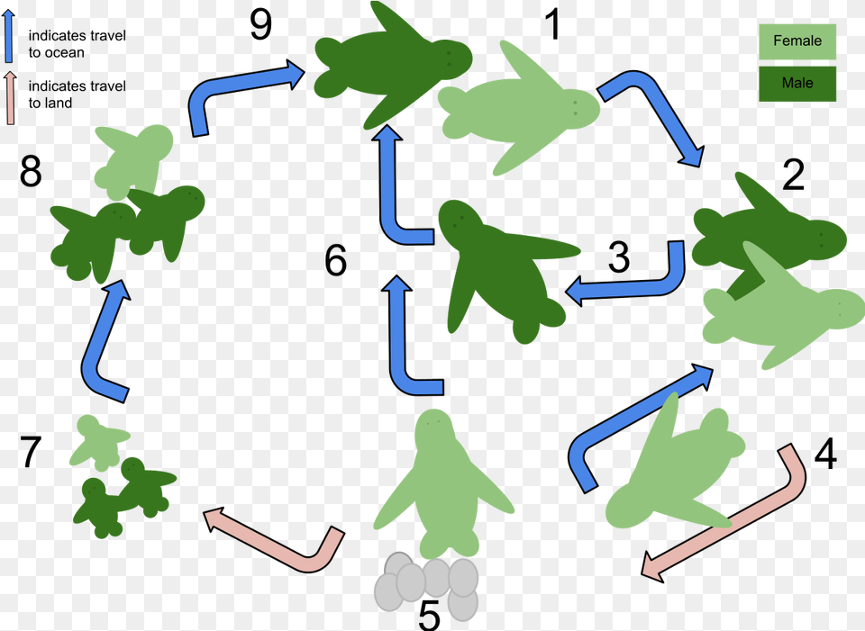 Cladogram Of Green Sea Turtle, Neighborhood, Animal, Mammal, Bear Free Png