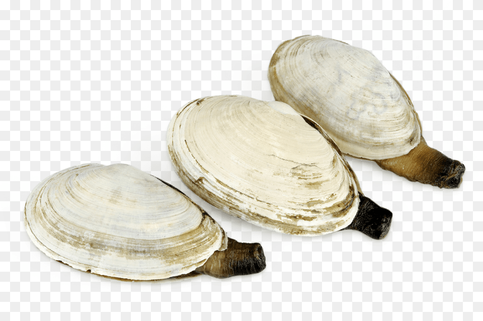 Clam, Animal, Food, Invertebrate, Sea Life Free Png Download