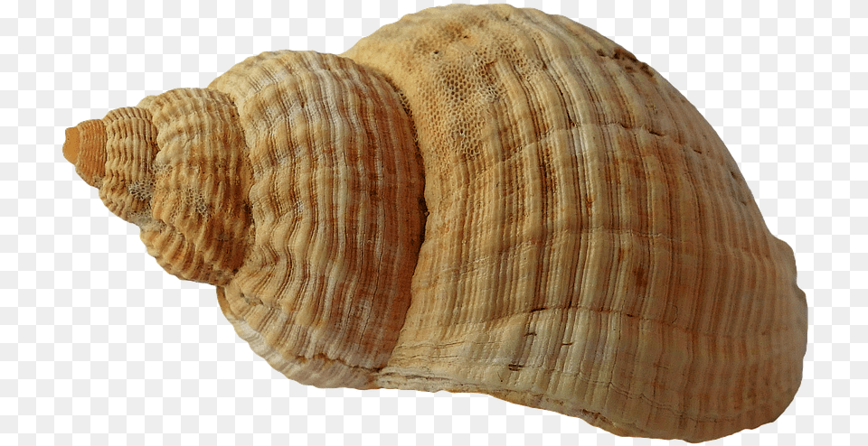 Clam Clipart Shell Beach Seashell, Animal, Sea Life, Invertebrate, Fungus Png