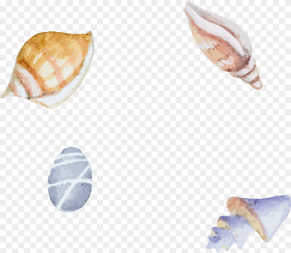 Clam Sea Snail Beach Shells Illustration, Animal, Invertebrate, Sea Life, Seashell Free Png