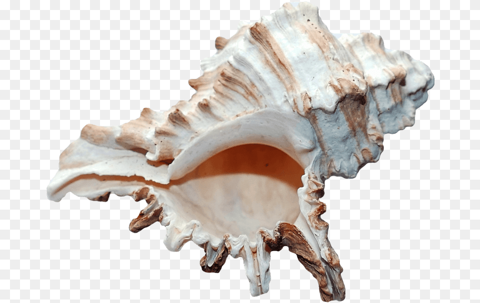 Clam Seashell, Animal, Invertebrate, Sea Life, Conch Png
