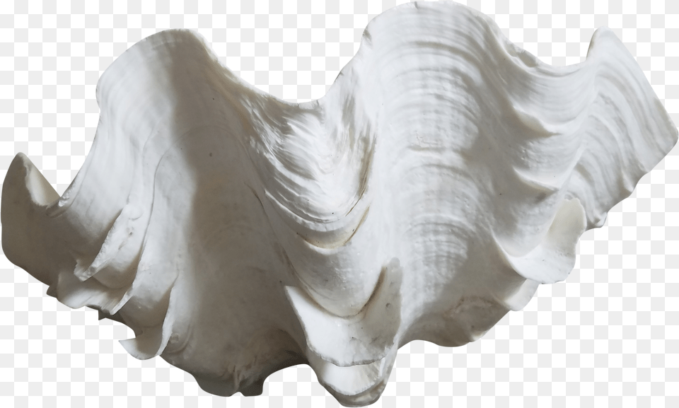 Clam Shell, Invertebrate, Animal, Seashell, Seafood Png Image