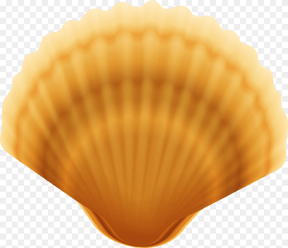 Clam Shell Background, Animal, Food, Invertebrate, Sea Life Free Transparent Png