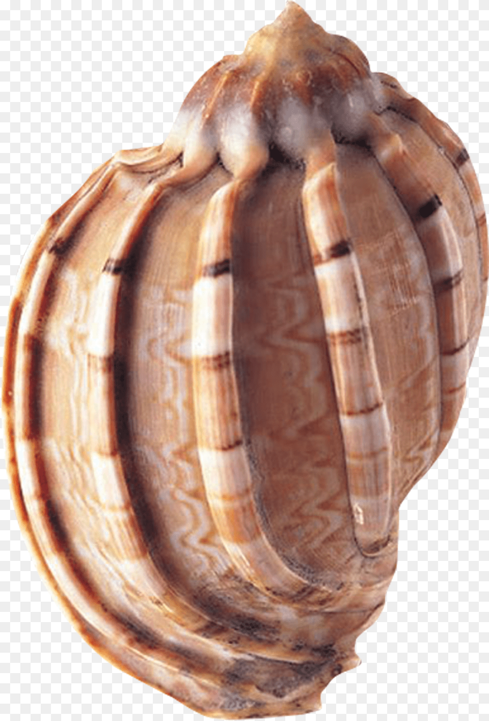 Clam Vector Conch Sea Shells Png Image