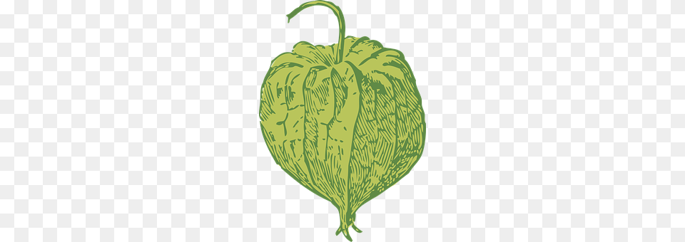 Clammy Ground Cherry Leaf, Plant, Food, Produce Free Transparent Png