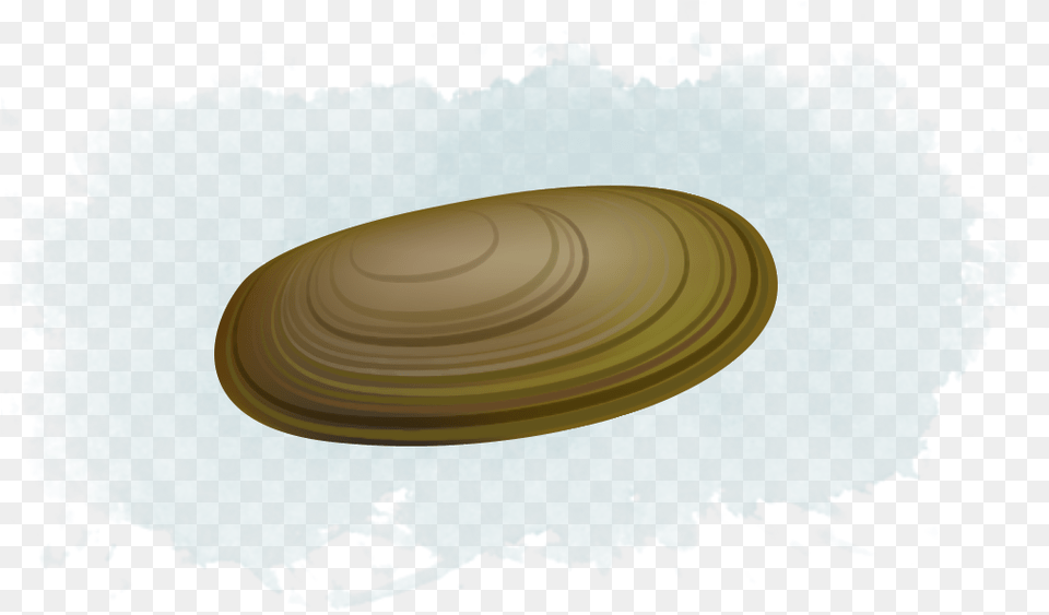 Clams Circle, Animal, Clam, Food, Invertebrate Free Transparent Png