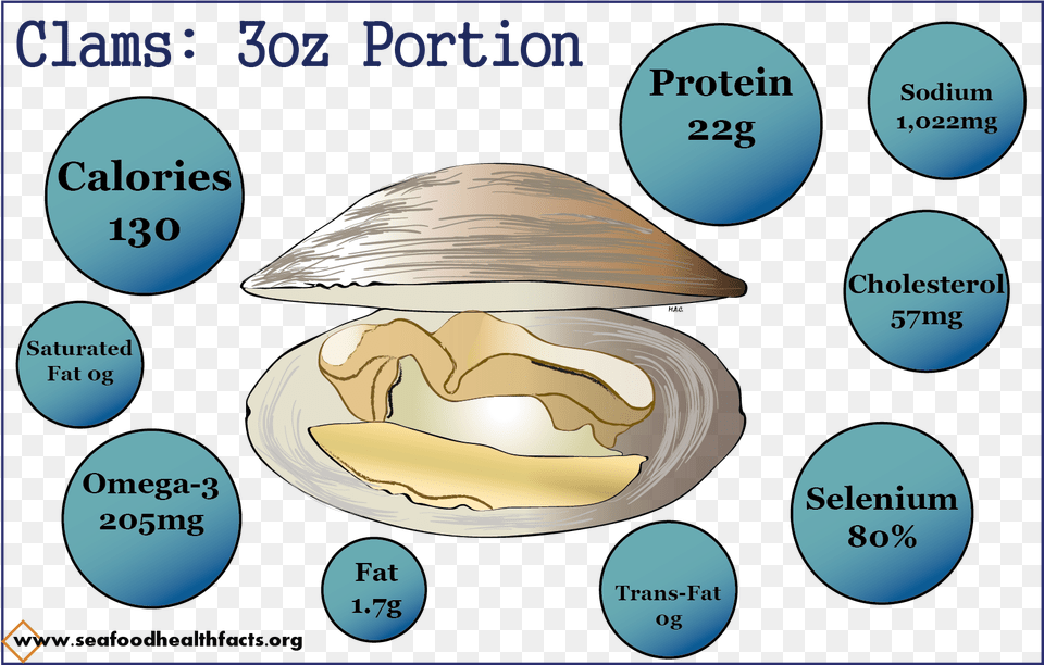 Clams Diagram, Animal, Clam, Food, Invertebrate Png Image