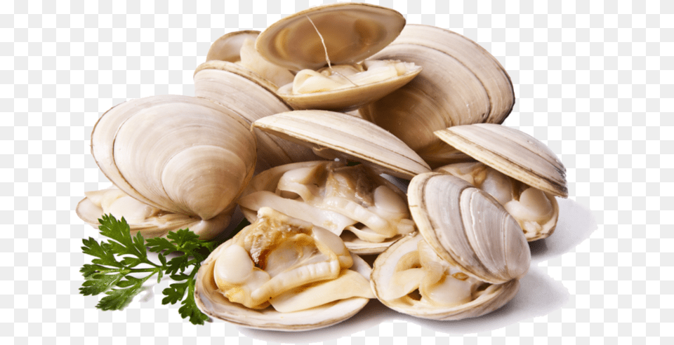 Clams File Clams, Animal, Clam, Food, Invertebrate Png Image