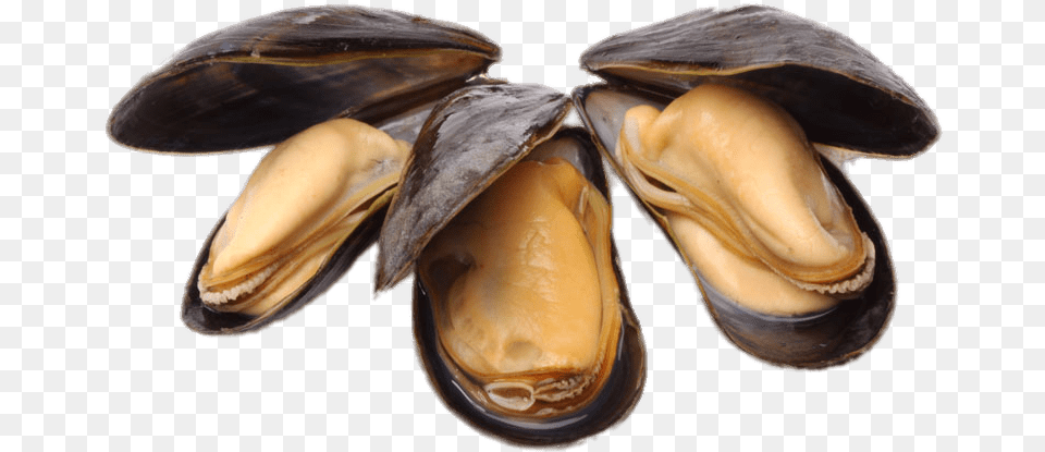 Clams Open No Background Mussels, Animal, Clam, Food, Invertebrate Png Image