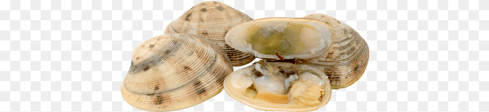 Clams Transparent Picture Clam, Animal, Food, Invertebrate, Sea Life Free Png