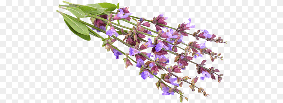 Clary Sage Lobelia, Flower, Plant, Lavender, Acanthaceae Png Image