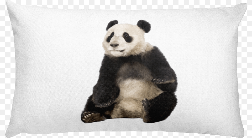 Class Lazyload Lazyload Mirage Cloudzoom Featured Image Giant Panda Sitting, Cushion, Home Decor, Animal, Bear Free Png Download