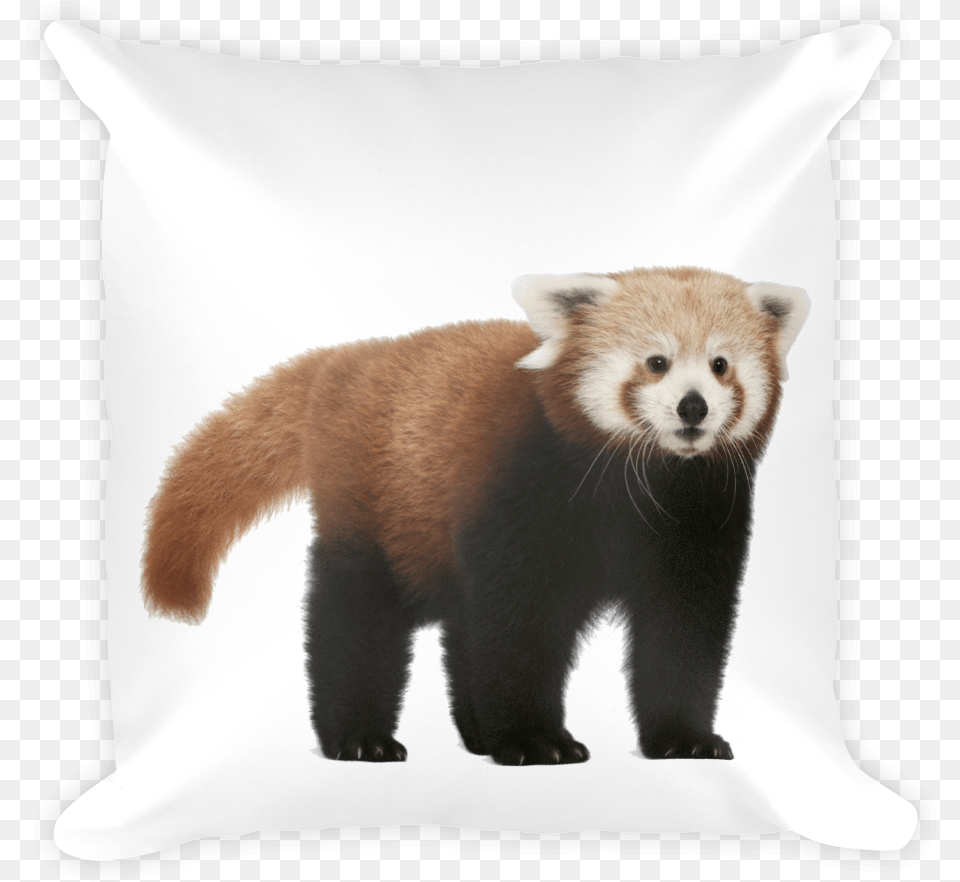 Class Lazyload Lazyload Mirage Cloudzoom Featured Image Red Panda No Background, Animal, Canine, Dog, Mammal Png