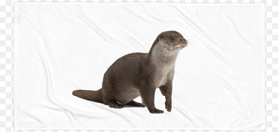 Class Lazyload Lazyload Mirage Cloudzoom Featured Image River Otter No Background, Animal, Mammal, Rat, Rodent Free Png Download
