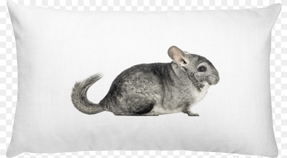 Class Lazyload Lazyload Mirage Cloudzoom Featured White Rectangular Pillow, Animal, Mammal, Rodent, Chinchilla Free Transparent Png