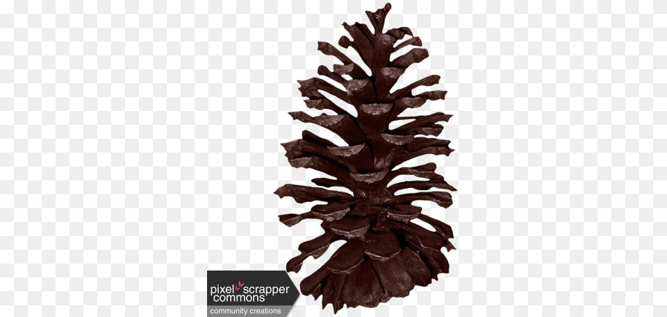 Classic Christmas Pine Cone Graphic By Amanda Lopez Pond Pine, Conifer, Plant, Tree, Wood Free Png Download