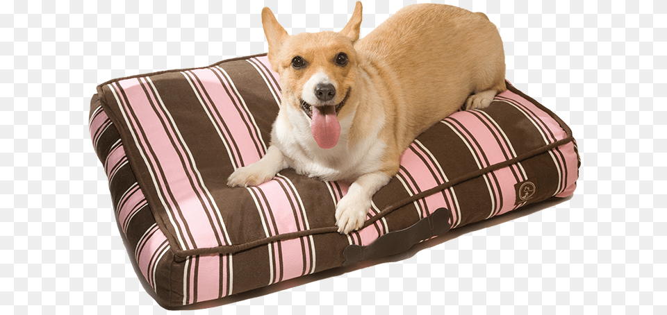 Classic Pillow Beds Companion Dog, Home Decor, Cushion, Pet, Mammal Free Transparent Png