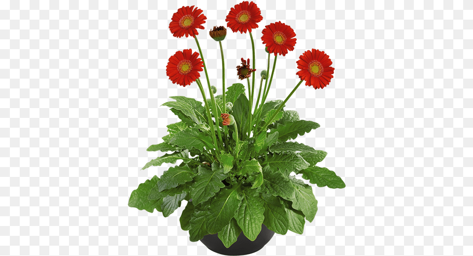 Classic Rachel Gerber Daisy Daisy Garvinea Gerber Daisy Transvaal Daisy, Flower, Flower Arrangement, Plant, Flower Bouquet Png