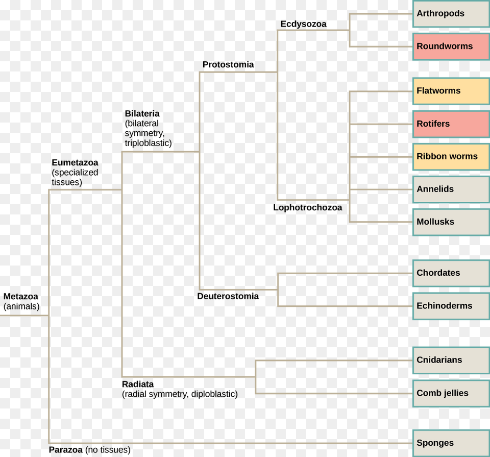 Classification Features Of Animals Biology Png