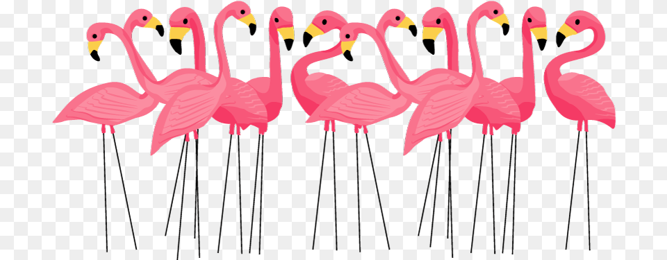 Classy Yard Pink Flamingos Cuban Pink Flamingos Greeting Cards, Animal, Bird, Flamingo, Flock Free Png Download