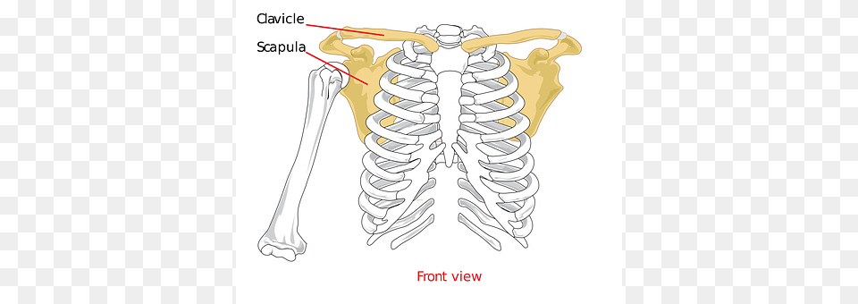 Clavical Skeleton Free Png