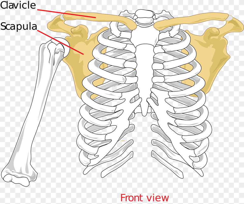 Clavical Clipart, Skeleton Free Png Download