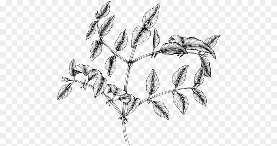 Claw, Art, Leaf, Plant, Drawing Free Transparent Png