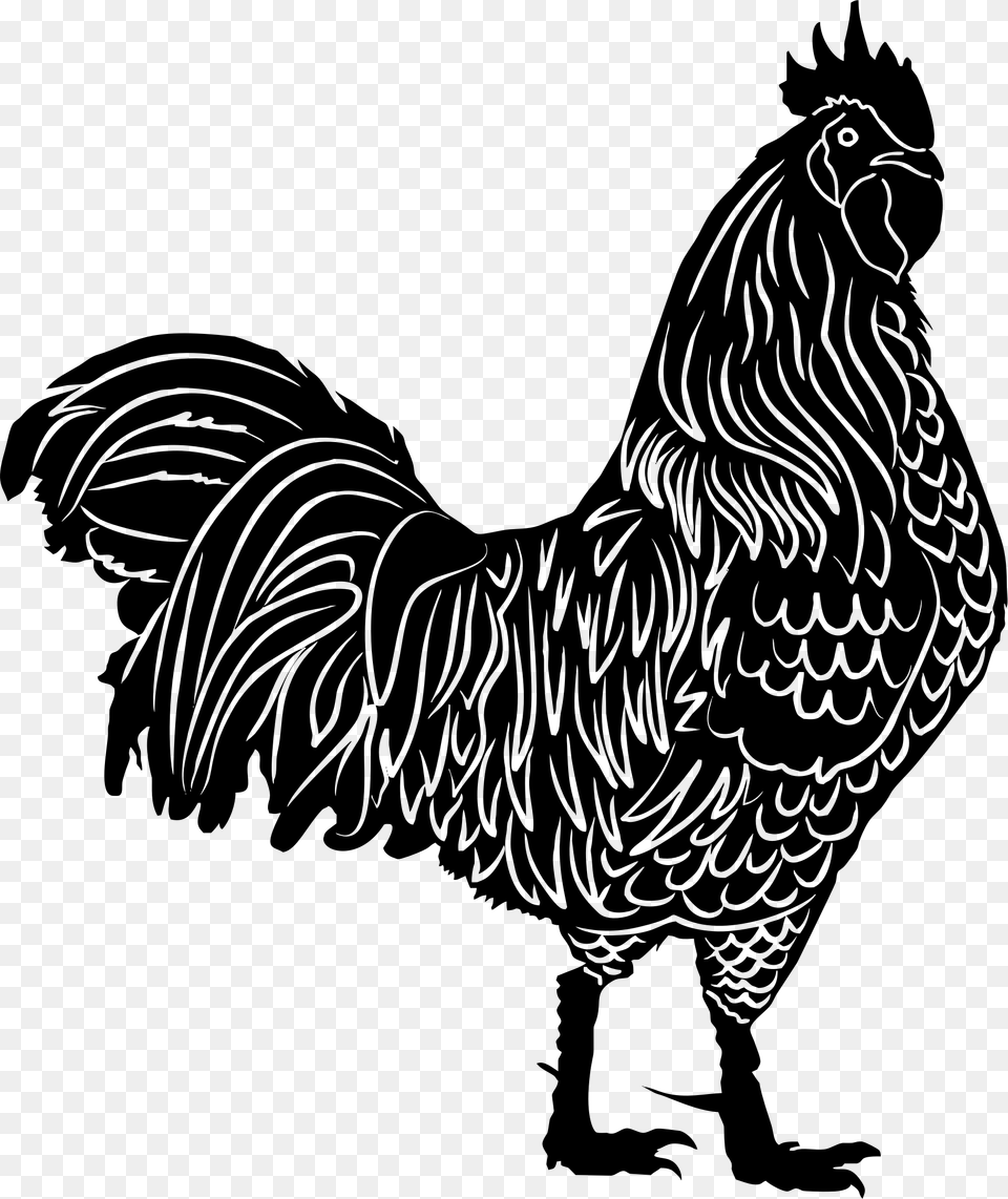 Claws Clipart Rooster, Gray Free Transparent Png