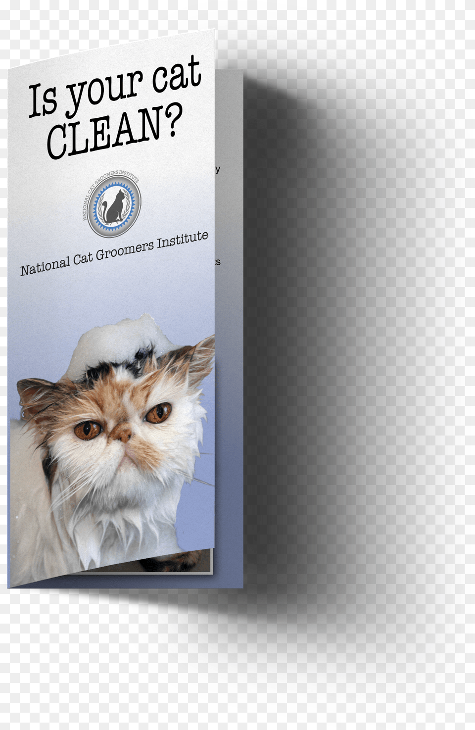 Clean Cat Customer Brochures Cat, Book, Publication, Advertisement, Animal Free Transparent Png