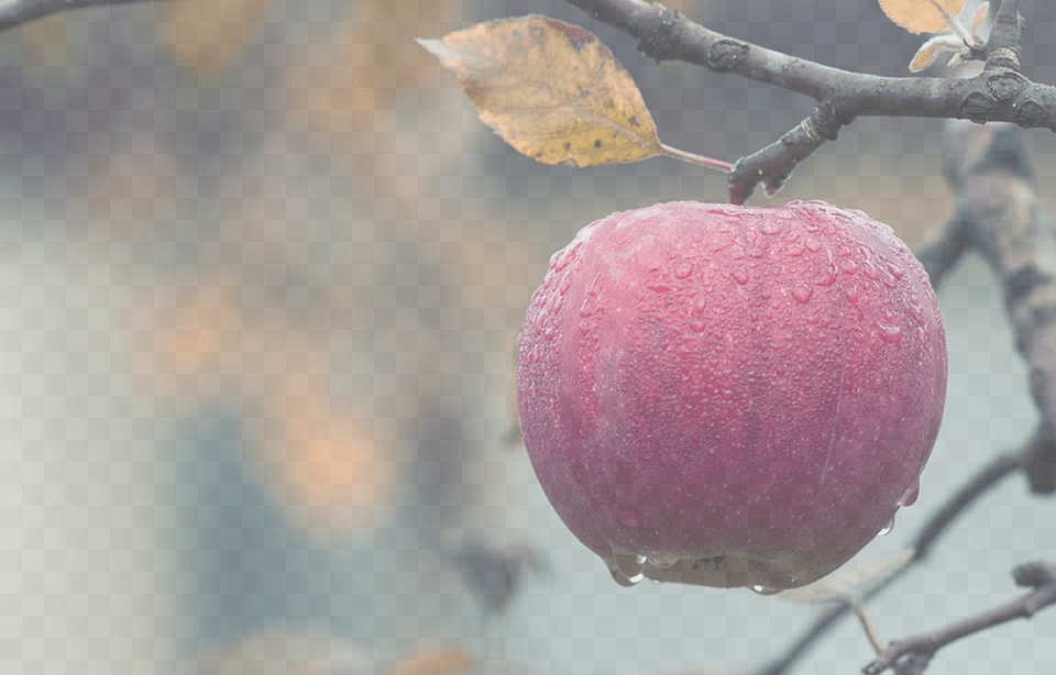 Cleaning Your Email List Is Like Caring For An Apple, Food, Fruit, Plant, Produce Png Image