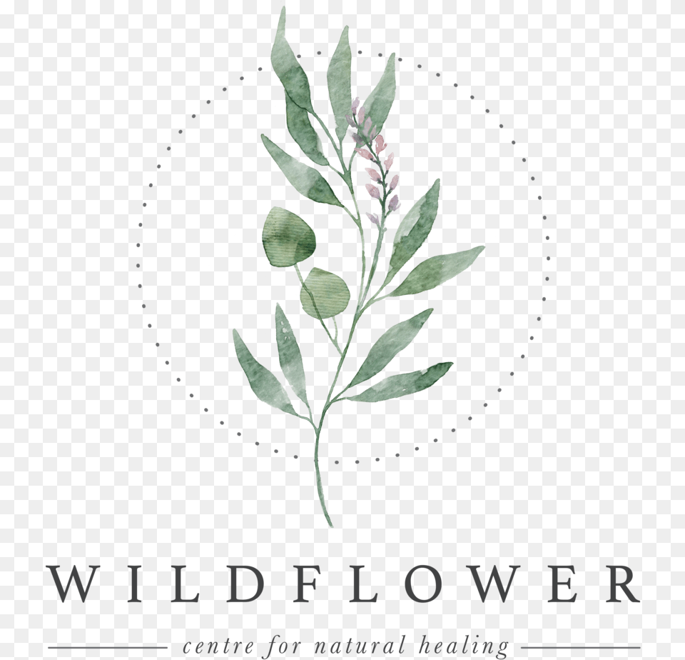 Clear Background Illustration, Herbs, Plant, Leaf, Herbal Png Image