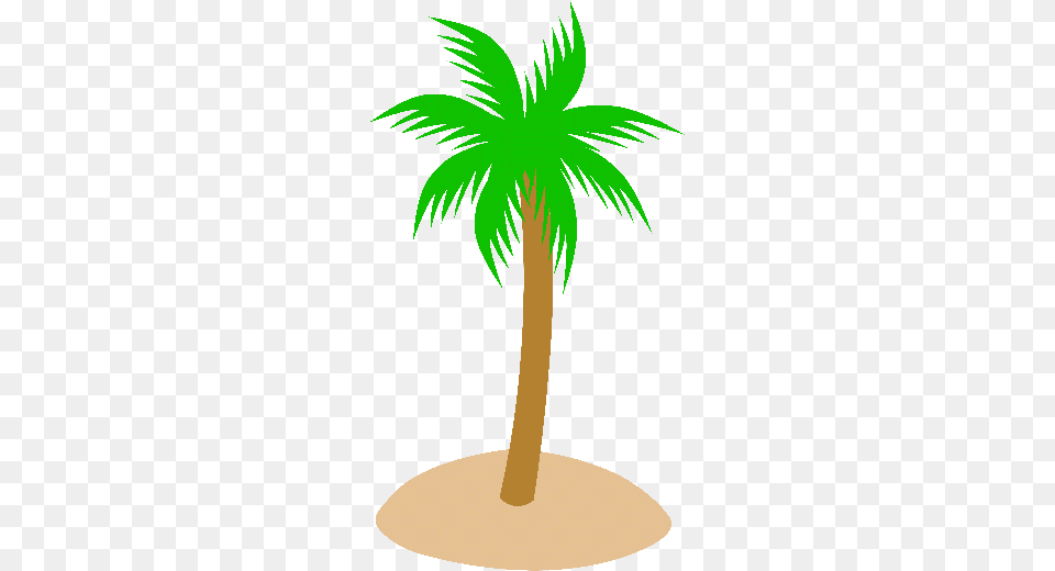 Clear Background Palm Tree Transparent, Palm Tree, Plant, Person Png Image