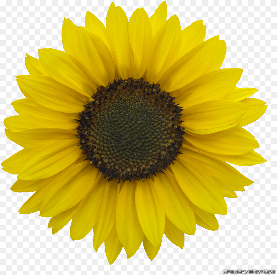 Clear Background Sunflower Transparent, Flower, Plant Png