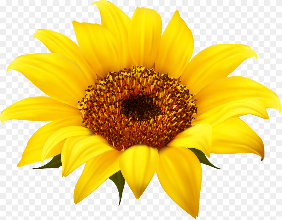 Clear Background Transparent Clipart Transparent Background Sunflower, Flower, Plant, Daisy Png