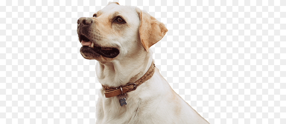 Clear Creek Animal Hospital Dog Is One Of The Few Things Seems, Canine, Labrador Retriever, Mammal, Pet Free Png Download